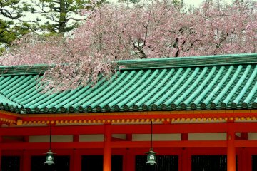 <p>Weeping cherry spilling out of the inner garden at Heian Shrine</p>
