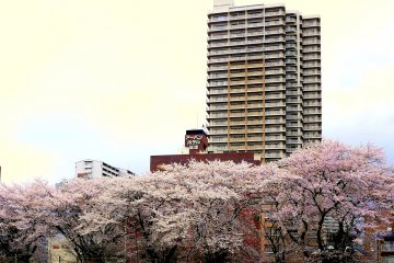 <p>Cherry trees on the riverbank with a high-rise in the background</p>