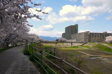 <p>Kusatsu River was diverted, so there is no water between the banks</p>