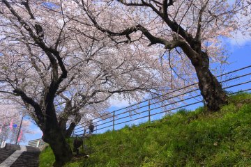 <p>Looking up at the cherry trees</p>
