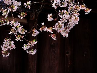 Kombinasi sempurna antara gerbang kayu tua dan bunga sakura