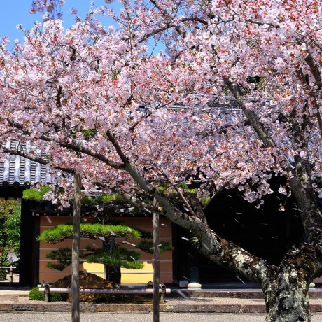 Pohon Sakura di Kuil Kokawadera