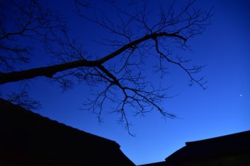 <p>Silhouette of a cherry tree and buildings under the twilight sky</p>