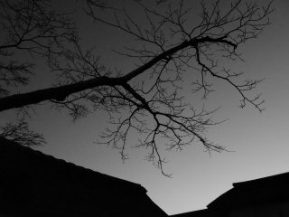 Still bare cherry tree silhouetted at twilight in black and white