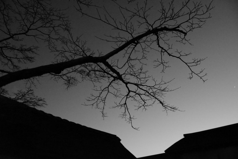 <p>Still bare cherry tree silhouetted at twilight in black and white</p>