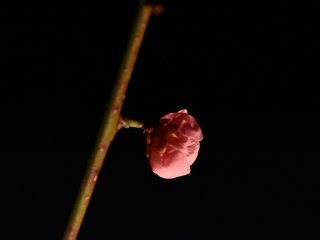 Một bông hoa màu hồng xinh đẹp dưới ánh đèn