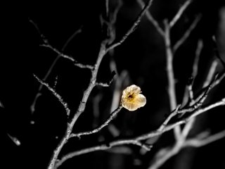 暗闇に浮かぶ一輪の梅の花
