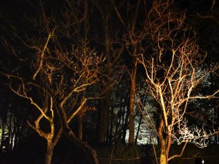 Lit-up plum trees in the dark