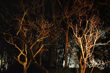 <p>Lit-up plum trees in the dark</p>