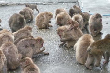 The monkeys pick up grains thrown on the ground.  Be careful as fights sometimes break out among the monkeys fighting over the food.