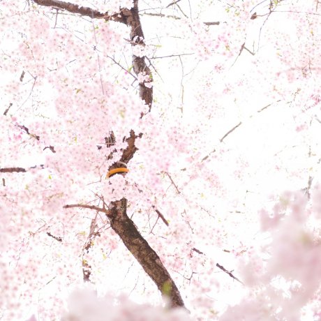 陰陽の庭の桜