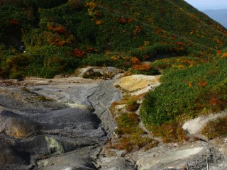 Ada kontras antara garis pohon dan lereng gunung berapi, di mana sedikit pepohonan tumbuh sebagai akibat dari sulfur di bawah tanah.