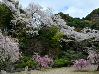 Early April, in the middle of cherry blossom season, I had the grounds all to myself.