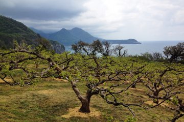 <p>An orchard of persimmon trees on the cliffs above Iwayaguchi, as a storm brews in the distance. The weather can change quickly here.</p>