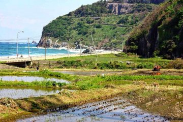<p>The rice fields are flooded in early May in preparation for planting. A tractor is used to churn up the mud. In the background, you can see the tight hairpin bends on the road leading down to Iwayaguchi; they make for a bit of a nerve-racking drive!</p>