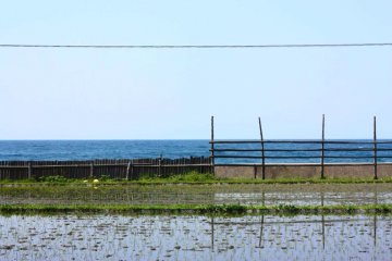 <p>With relatively little space suitable for farming, the rice fields go right up to the water&#39;s edge.</p>
