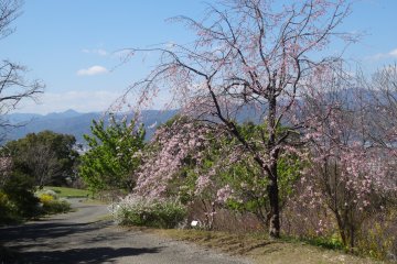 <p>A weeping cherry tree just past its prime</p>