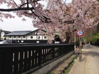 The chocolate brown and grey colors of the walled residences frame the beauty of the cherry blossoms