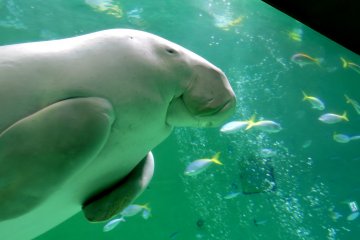 <p>Toba Aquarium is the only place in Japan you can see a dugong</p>