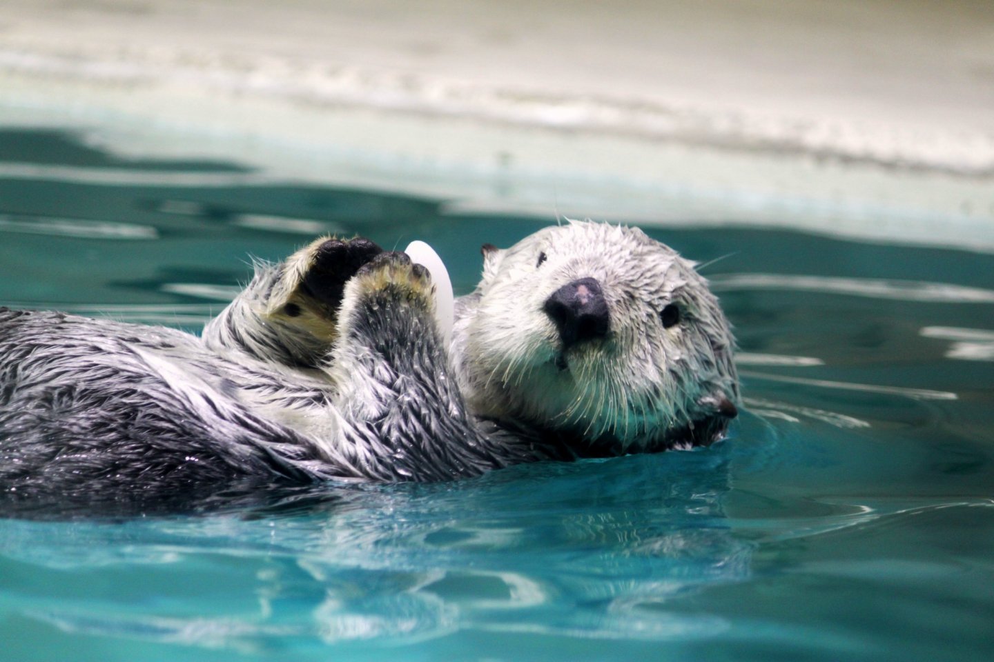 I was really looking forward to meeting the sea otter!