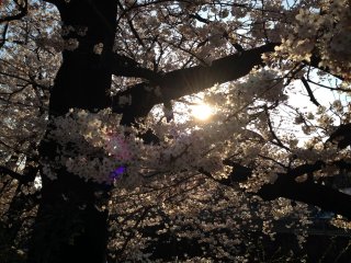 The setting sun behind the cherry blossoms
