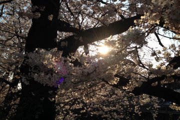 <p>The setting sun behind the cherry blossoms</p>