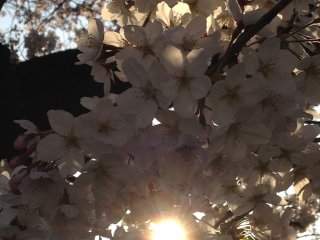 Sakura-sakura sedang menikmati matahari terbenam sempurna