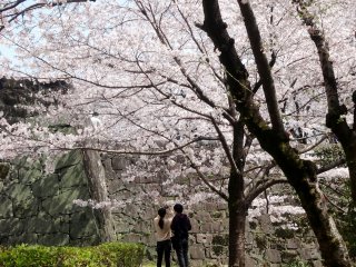 The sakura outside the castle walls are almost more impressive than those within