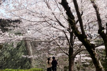 <p>The sakura outside the castle walls are almost more impressive than those within</p>