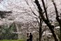 Cherry Blossoms in Bloom at Kumamoto Castle