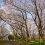 Negishi Park Cherry Blossom Season