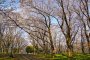 네기시 공원 벚꽃 시즌