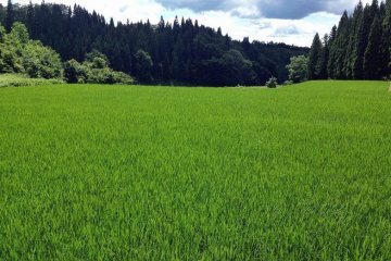 <p>A field of rice spreads out like a perfectly manicured lawn.</p>
