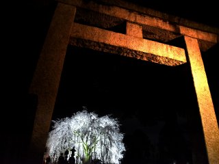 เมื่อฉันไปถึงประตูโทริของศาลเจ้าอะสุวะ ต้นซากุระที่ดูงดงามมีมนต์ขลังยืนเด่นท่ามกลางความมืด สวยจริงๆ!