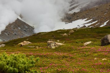 Fields of colorful alpine flowers in summer