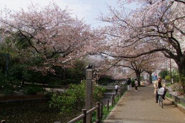 <p>Cherry blossoms overhanging the Oyoko-gawa River</p>