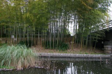 <p>Bamboo breaks up the sakura</p>