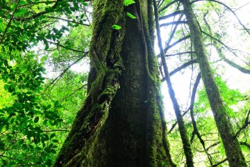 <p>This giant tree seems like a tree from one of the movies created by Studio Ghibli. It is full of vital energy.</p>
