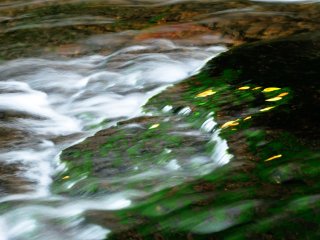 水藻に絡む落ち葉と水流の描写！自然の表現力に感嘆する