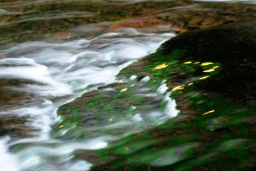 <p>Картина водного потока и опавшей листвы, зацепившейся за водоросли. Восхищаюсь силой природы.</p>