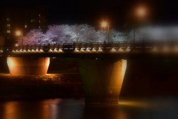 아스와가와의 밤벚꽃