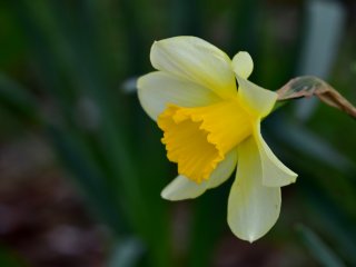 Elegant daffodil in pale yellow