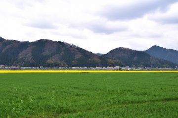 <p>When I was driving home, a brilliant yellow color among green fields jumped into my sight. Surprised and curious, I decided to check them out.</p>