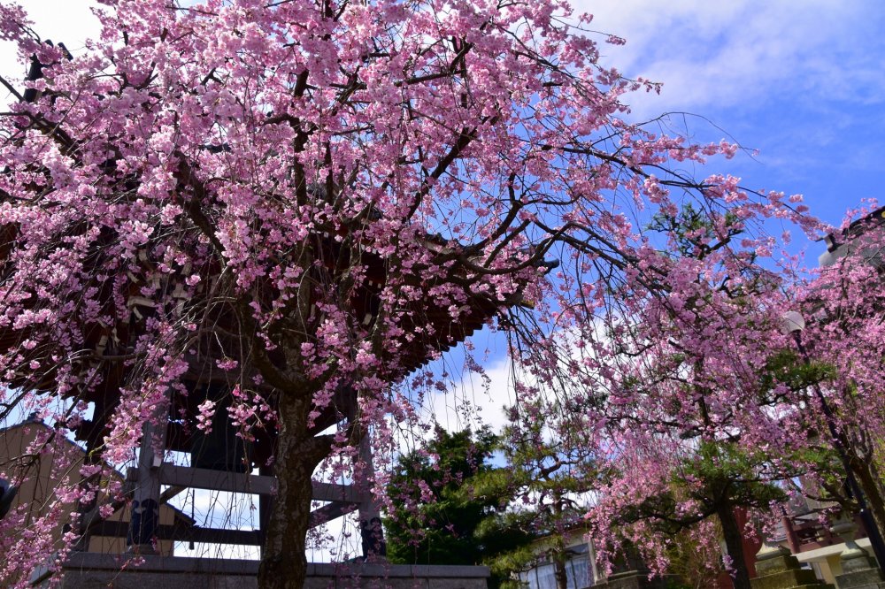 Gorgeous weeping cherry tree cascading down in front of a belfry