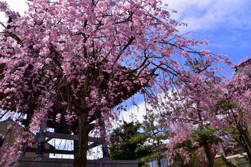 <p>Gorgeous weeping cherry tree cascading down in front of a belfry</p>