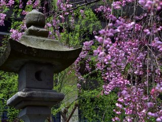 Cascading cherry tree boughs and a stone lantern