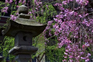 <p>Cascading cherry tree boughs and a stone lantern</p>