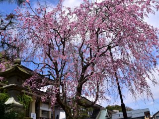 Tall weeping cherry tree standing near the main hall
