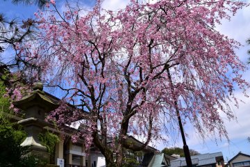 <p>Tall weeping cherry tree standing near the main hall</p>