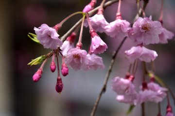 <p>They still have unopened cherry buds which will bloom soon!</p>